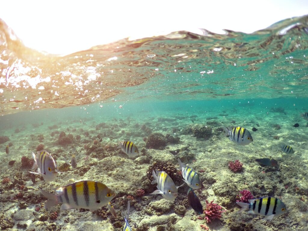 Red Sea Reisen