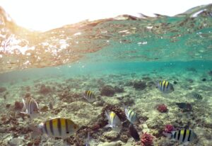 Wonderful and beautiful underwater world with corals and tropical fish