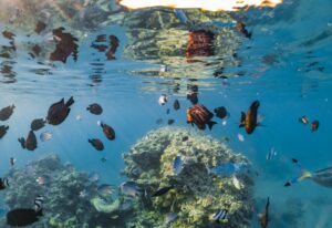 Wonderful and beautiful underwater world with corals and tropical fish