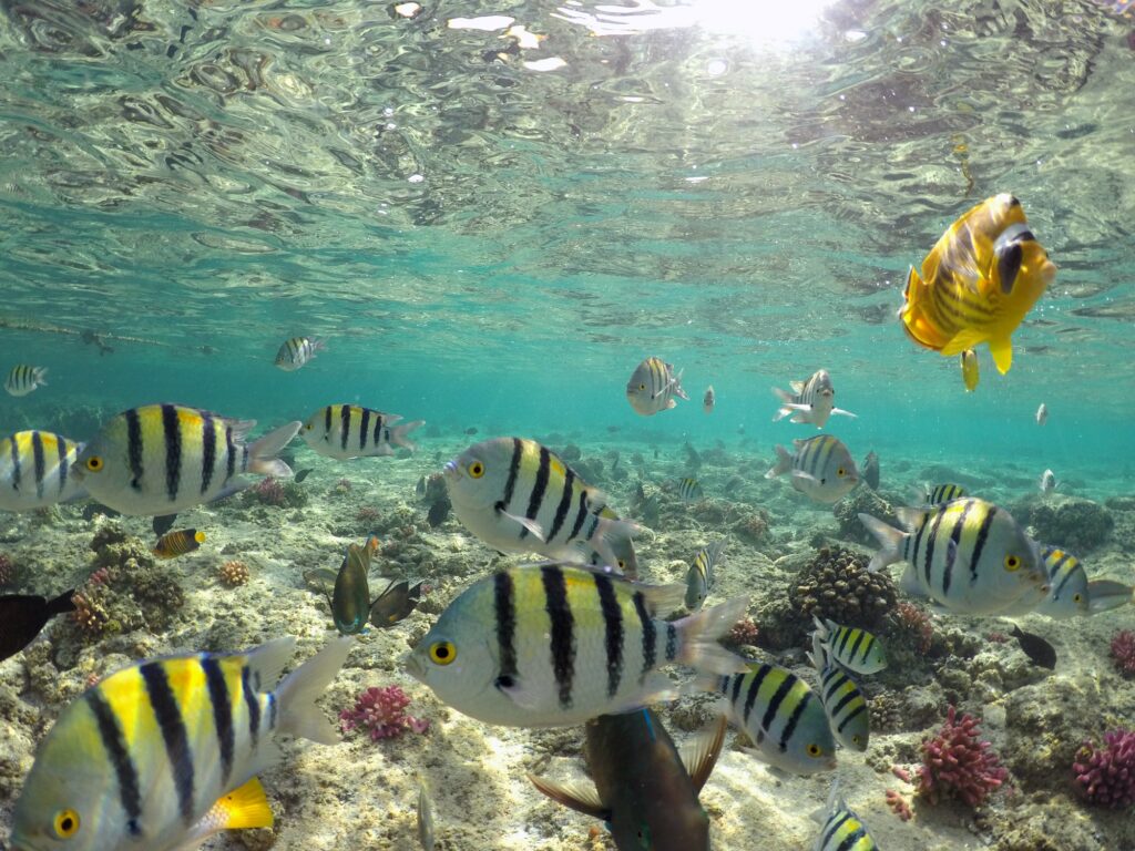 Red Sea Reisen