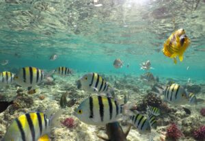 Wonderful and beautiful underwater world with corals and tropical fish