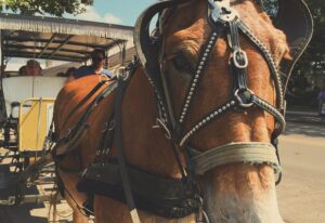 Nile Cruise from Hurghada Luxor Horse and carriage
