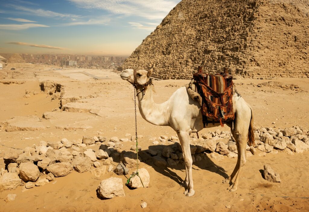 Red Sea Reisen