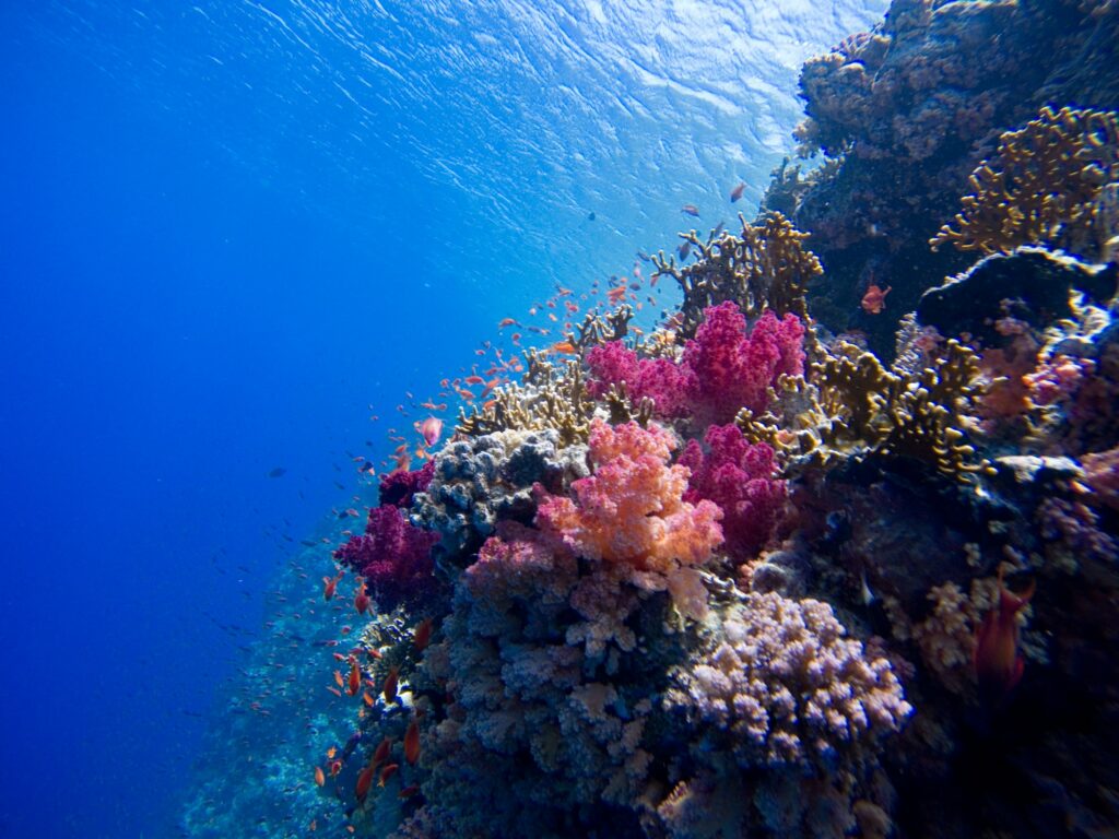 Red Sea Reisen