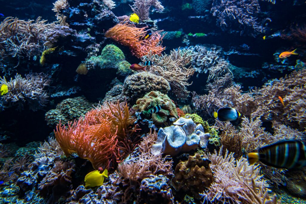 Red Sea Reisen