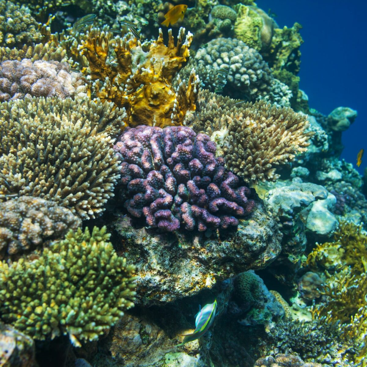 Coral reef