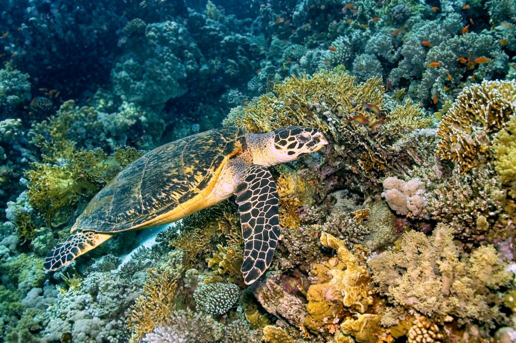 Red Sea Reisen