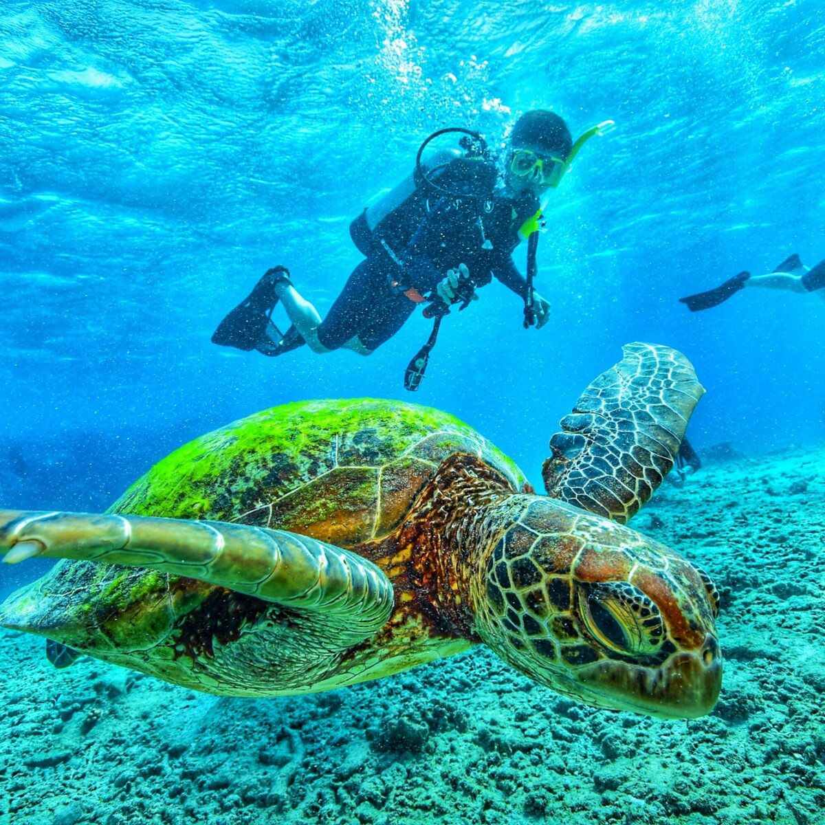 Scuba Diving with Turtle