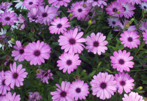 aswan botanical garden