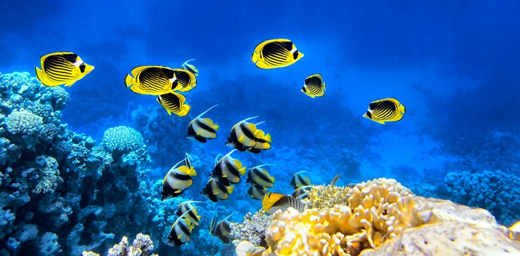 Red Sea Reisen