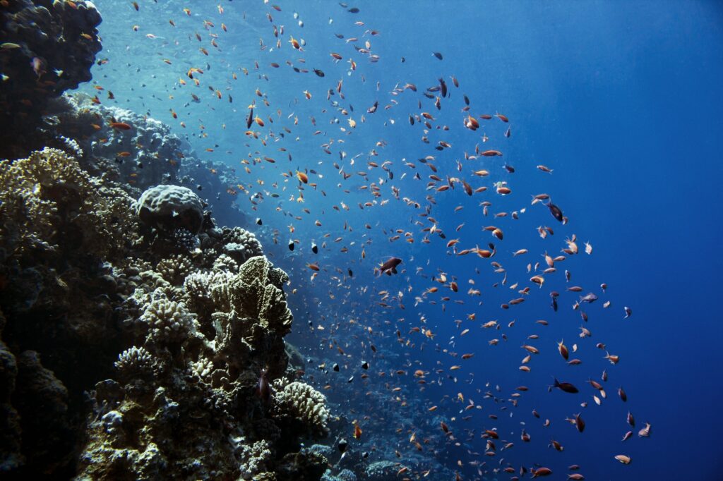Red Sea Reisen